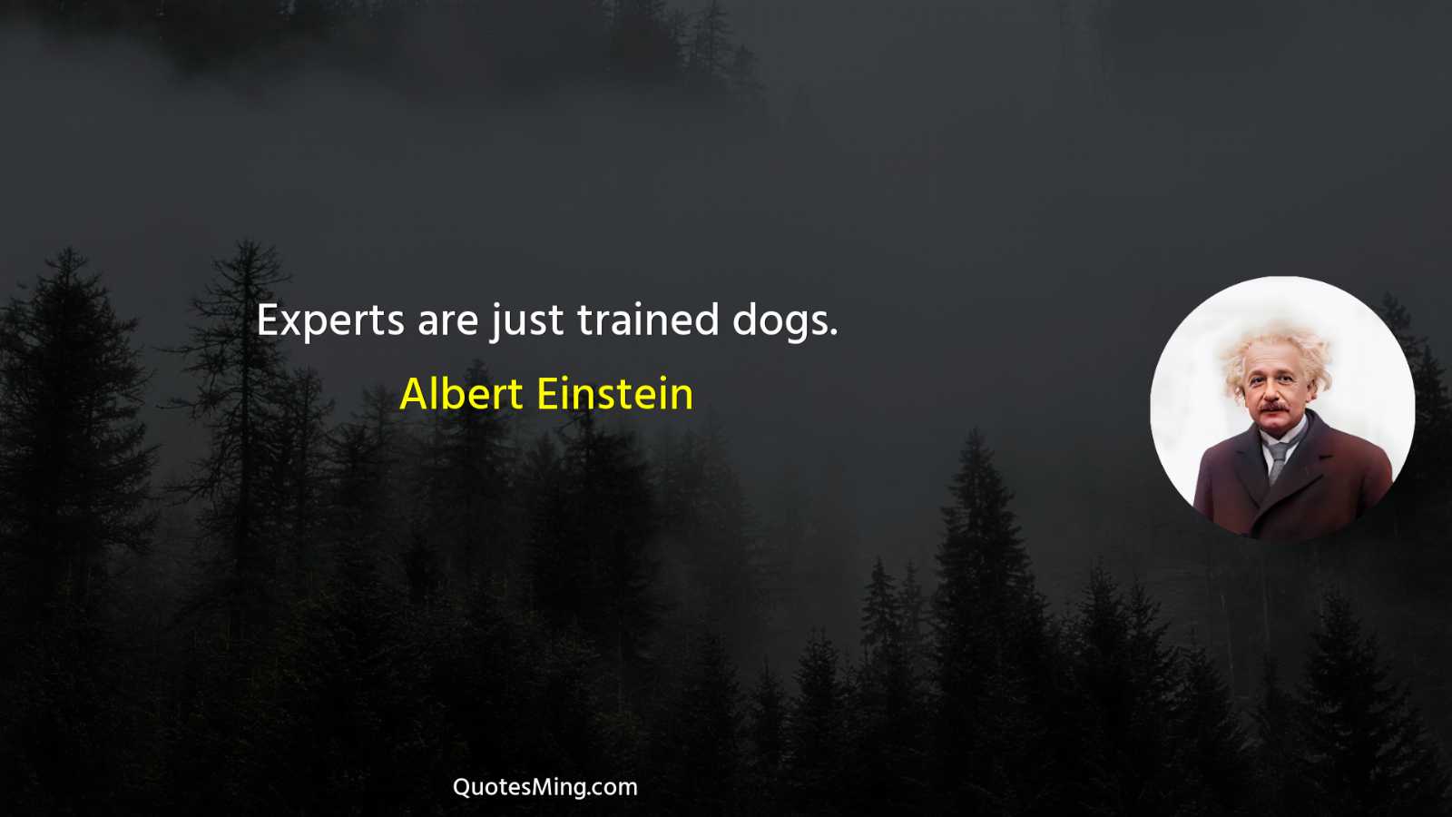 Experts are just trained dogs