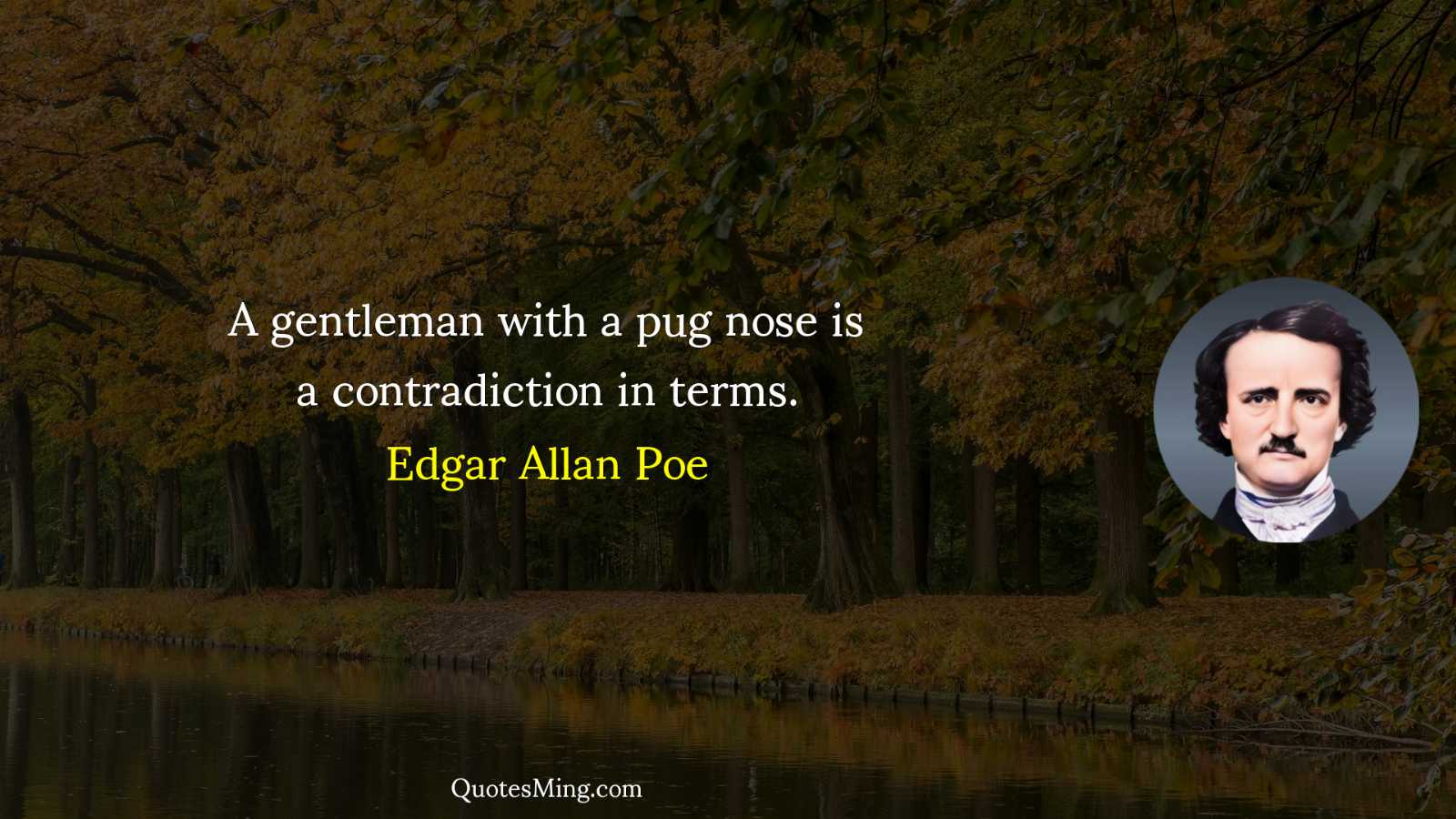 A gentleman with a pug nose is a contradiction in