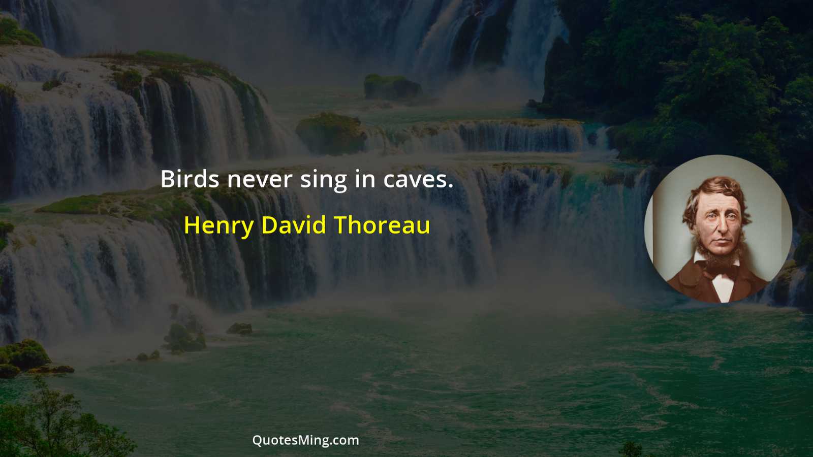 Birds never sing in caves