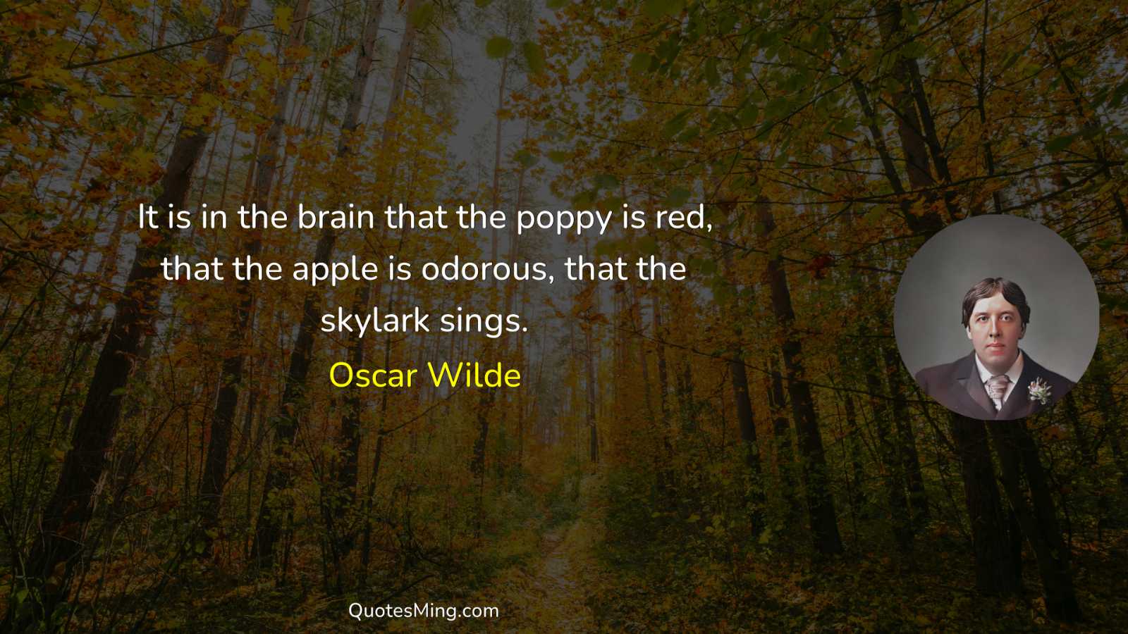 It is in the brain that the poppy is red