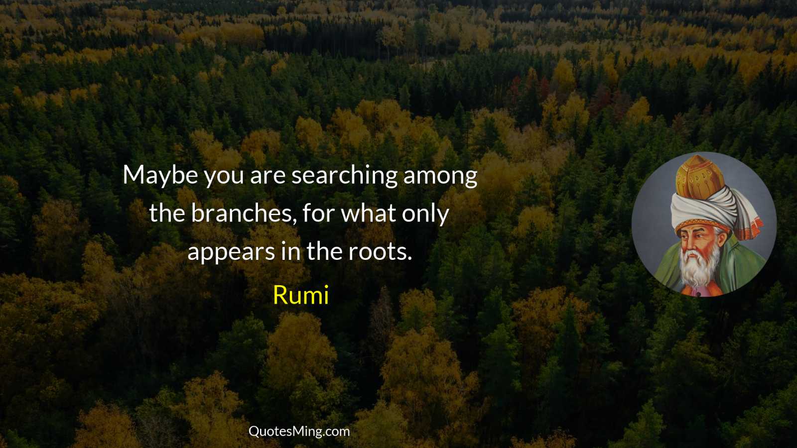 Maybe you are searching among the branches for what only