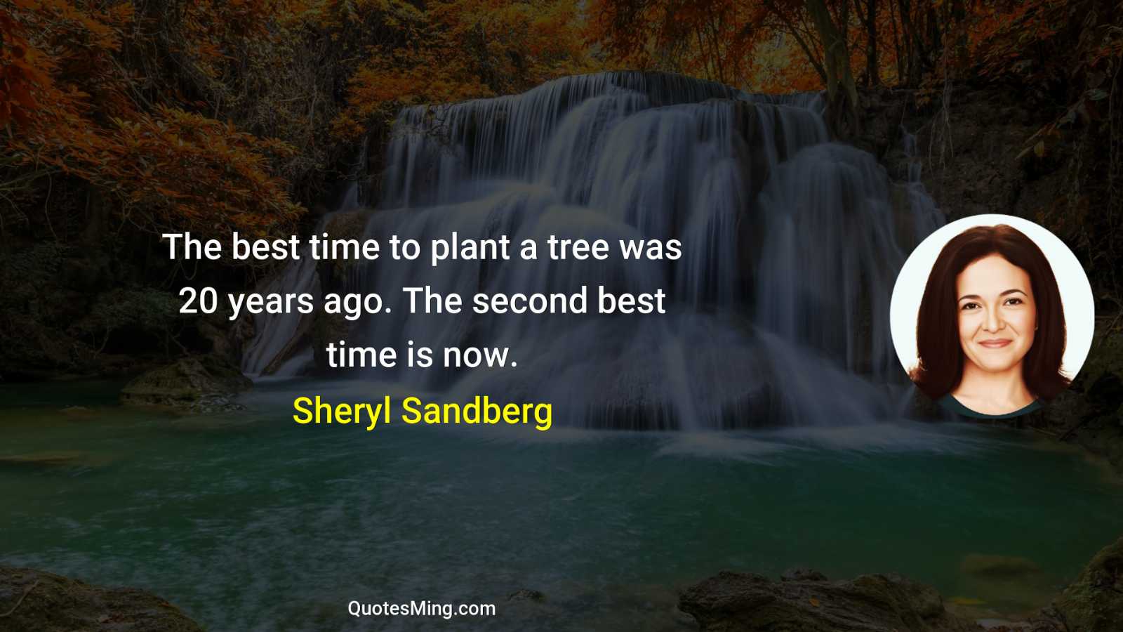 The best time to plant a tree was 20 years