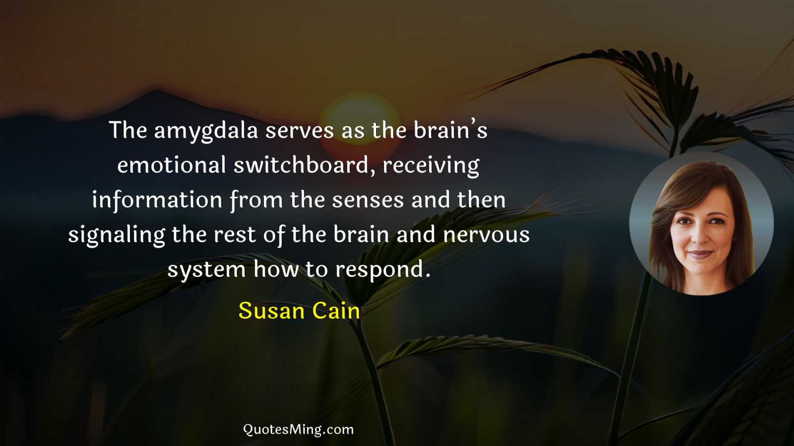 The amygdala serves as the brain’s emotional switchboard receiving information