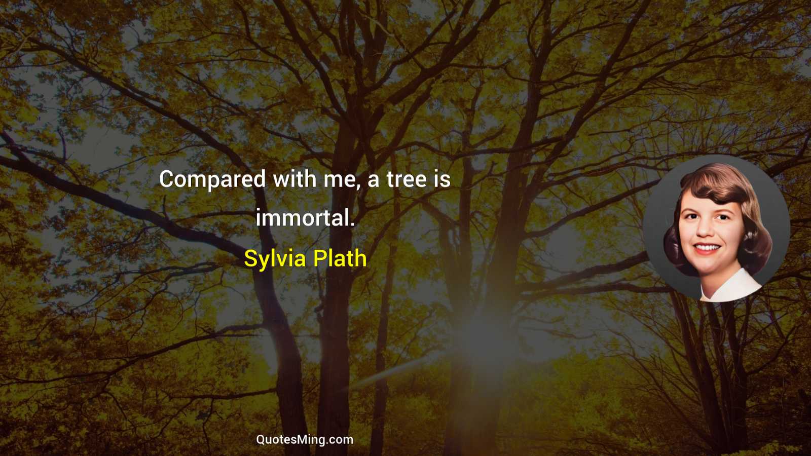 Compared with me a tree is immortal