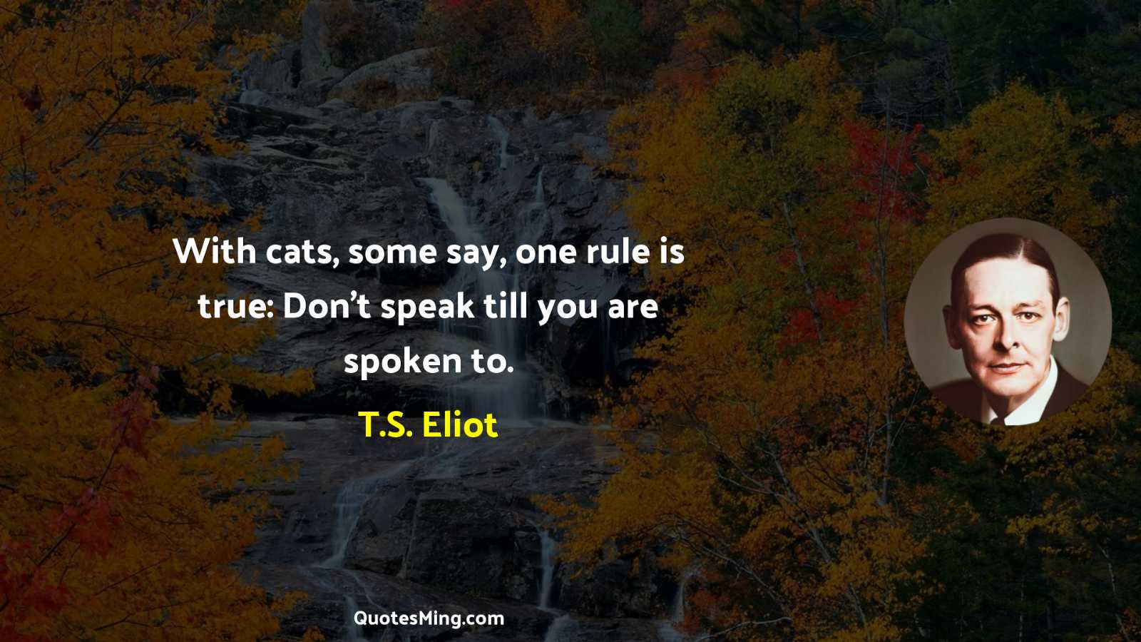 With cats some say one rule is true: Don't speak