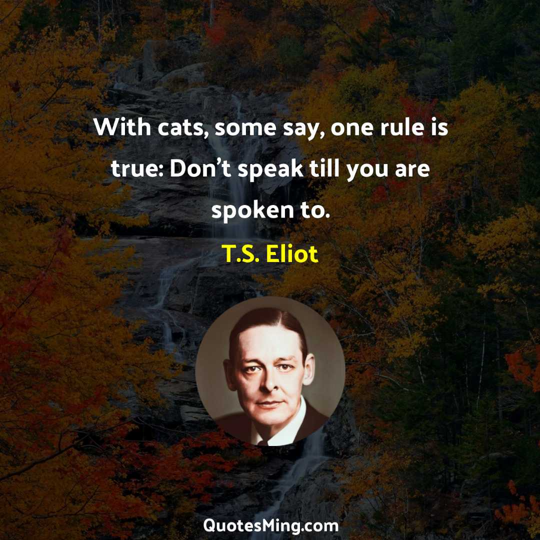 With cats some say one rule is true: Don't speak