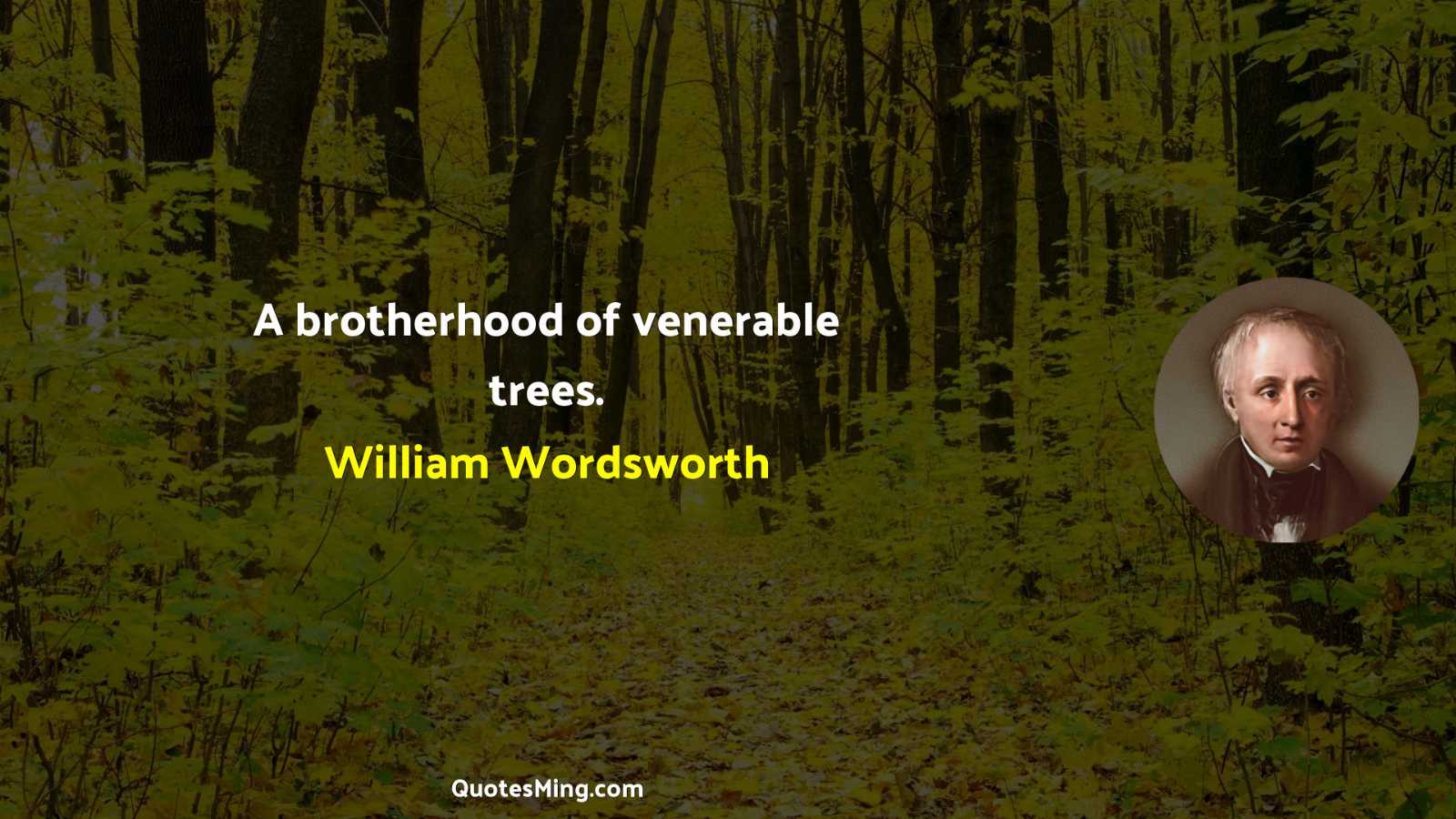 A brotherhood of venerable trees